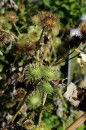 Grosse Klette - Arctium lappa * 840 x 1265 * (343KB)